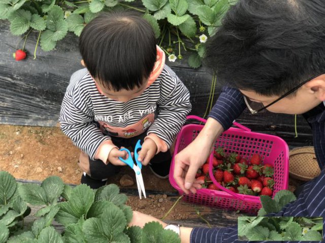 龙岗三月春游值得一去的农庄