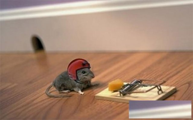 武汉消杀公司灭四害楚盾虫控