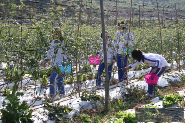 深圳坪山农庄一日游九龙生态园介绍