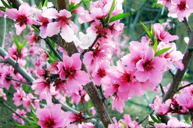 长沙农家乐一日游，春游赏花踏青野炊烧烤户外游