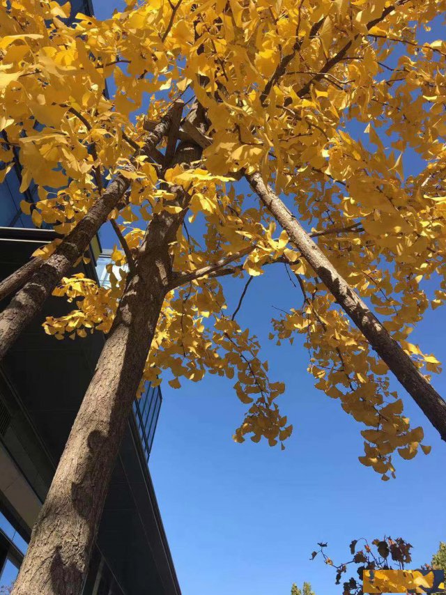 国企央企国资委挂靠流程是什么需要什么材料