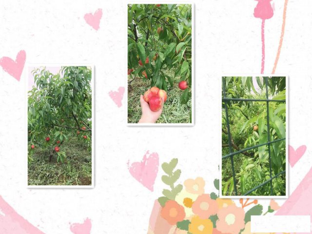 不用想，青山采摘园区哪里好乐农生态园果子鲜红透亮