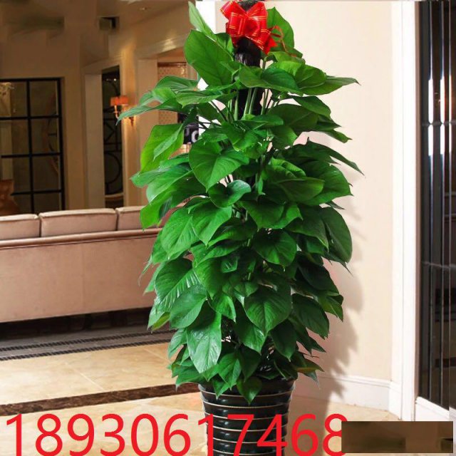 普陀区大渡河路中江路金沙江路花卉绿植植物租摆植物租赁植物租摆