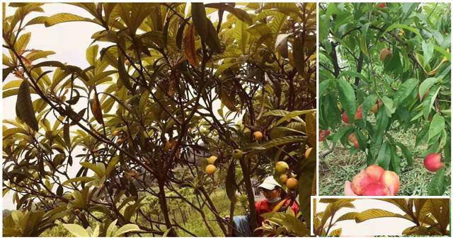 情亲分享，武汉农家采摘的好地方乐农山庄果子鲜美多汁