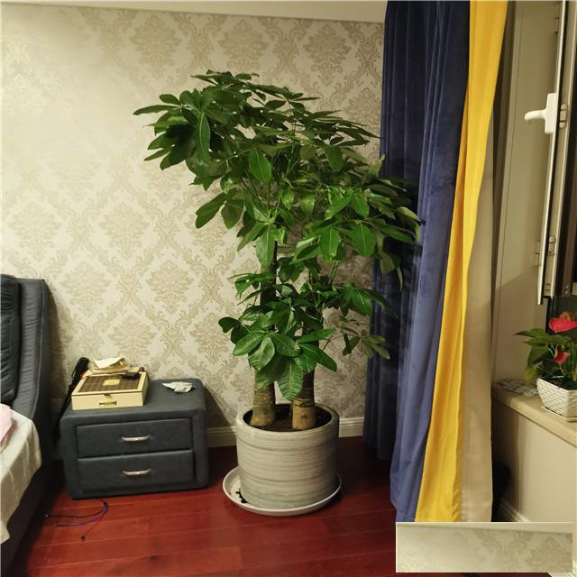 天津津南区花卉租摆公司花卉租赁公司量大从优