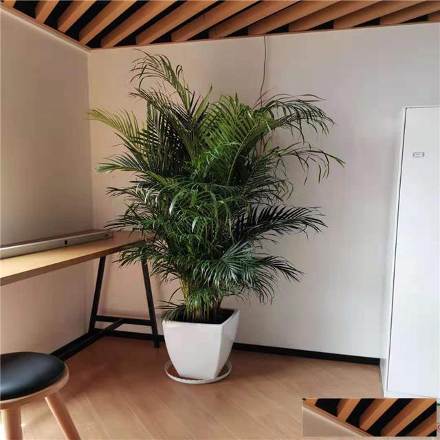 天津花卉租摆公司天津花卉租赁公司天津花卉出租公司