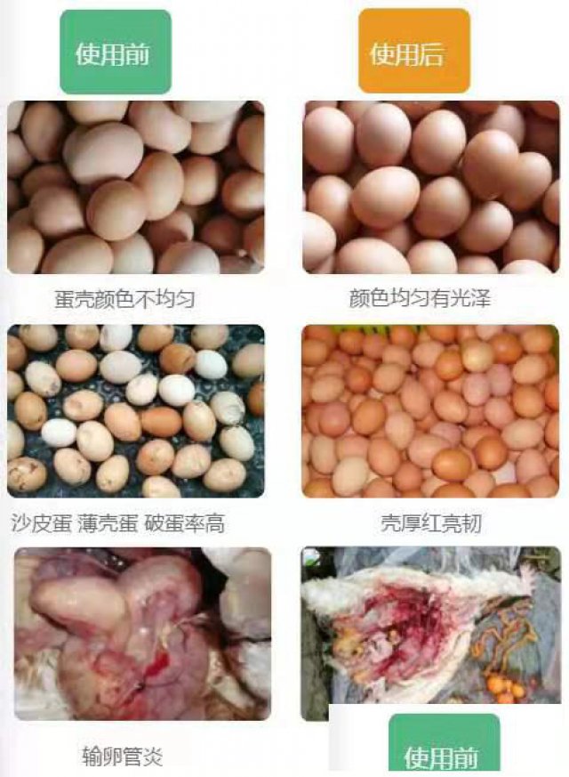 不再为蛋鸡沙皮蛋、斑点蛋、血斑蛋、蛋壳软、蛋壳薄问题而发愁！