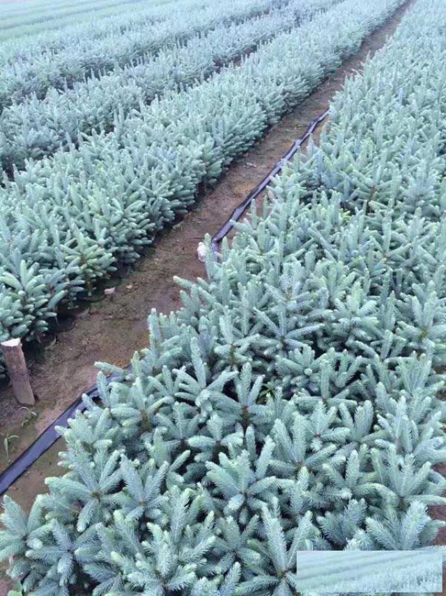 美国蓝杉树苗、克罗拉多美国蓝杉树苗