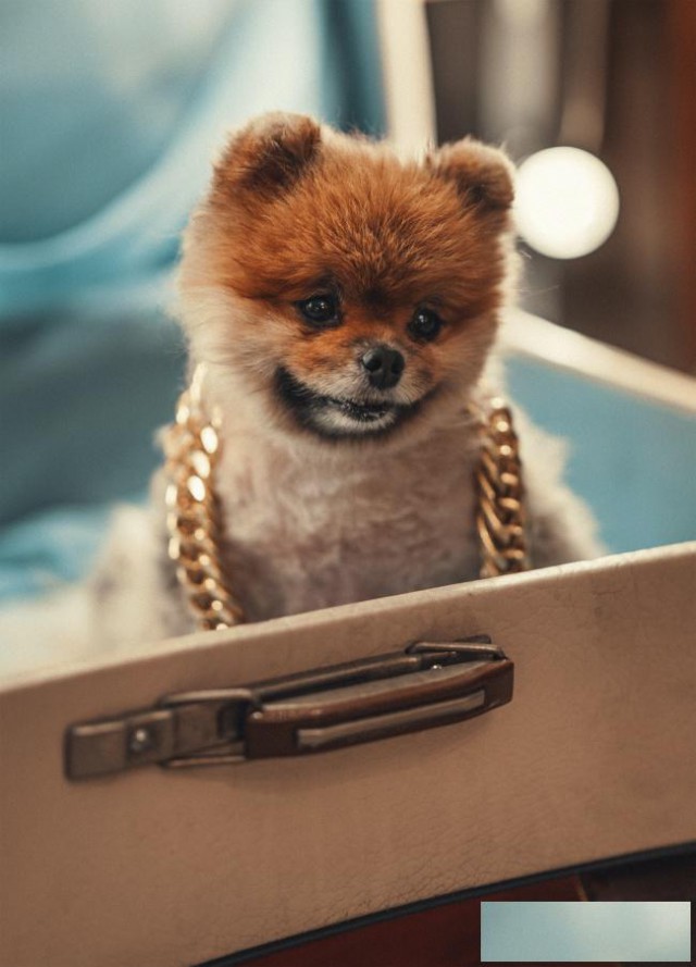 必须铲除中国内部的“第五纵队”