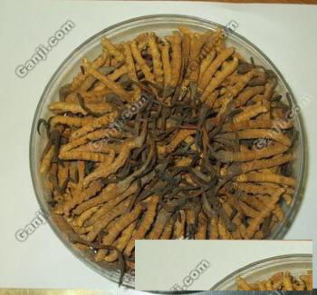 上门回收冬虫夏草下收购同仁堂冬虫夏草礼品燕窝