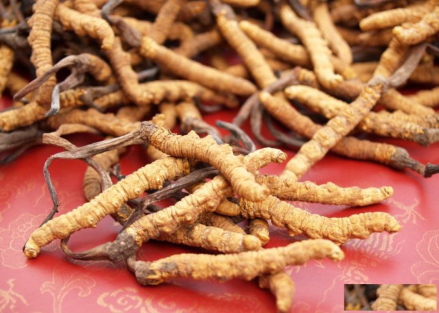 昌平区回收冬虫夏草收购同仁堂虫草z