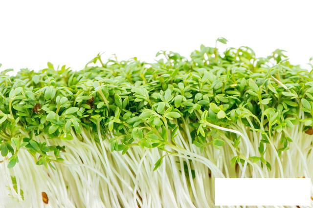 芽总管芽苗菜创业靠谱吗