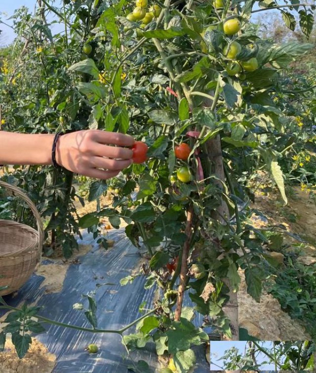 惠州周末春游踏青好去处，户外野炊.竹筏.采摘.钓鱼