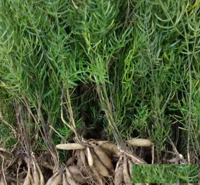 药材种植有市场，农村发家离不了