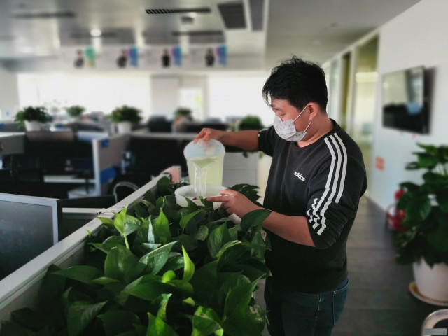 天津河西区绿植租摆公司天津商场绿植出租绿植租赁公司