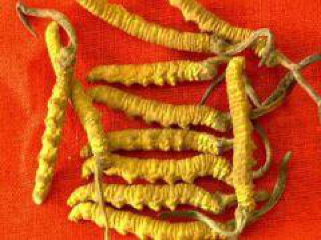 北京回收冬虫夏草回收燕窝海参回收东阿阿胶