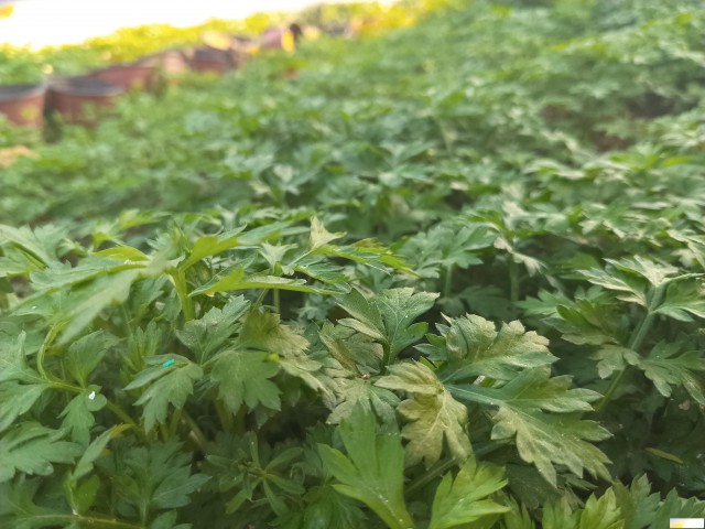 长沙周边野炊烧烤一日游