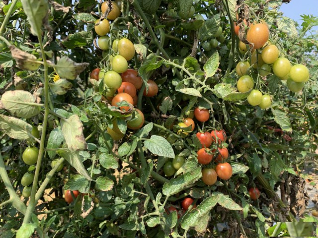 夏天惠州一日游必去景点-果盛生态园农家乐