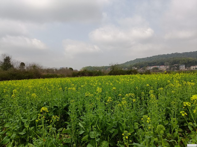 长沙农家乐千亩油菜花海打卡地：沃之园农庄