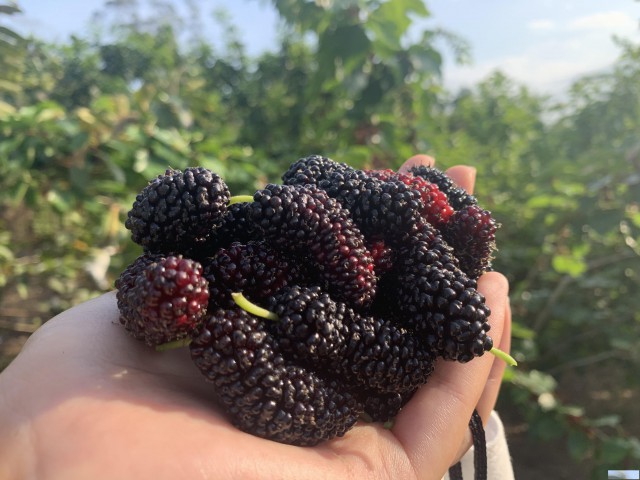 惠州圣女果、桑葚、龙眼采摘到果盛生态园