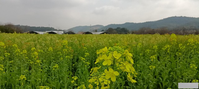 春天最美的情话，我在油菜花田等你！长沙周边春游好去处