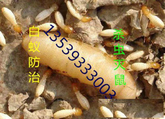 南海盐步杀虫除四害除白蚁除蟑螂除蚊蝇