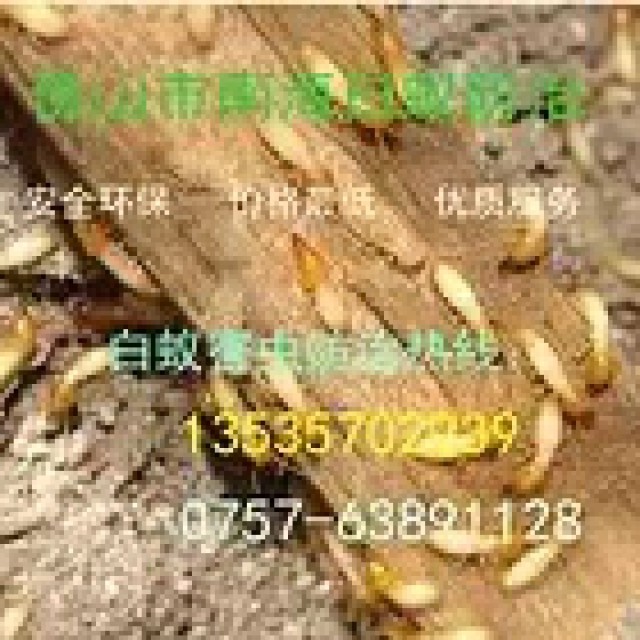 承接南海区杀虫灭蟑螂灭白蚁灭臭虫除四害