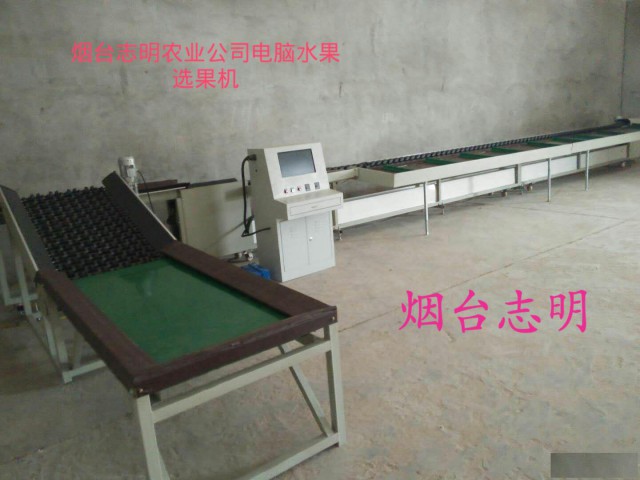 山东烟台志明牌桃子柑桔电脑分级机分选机