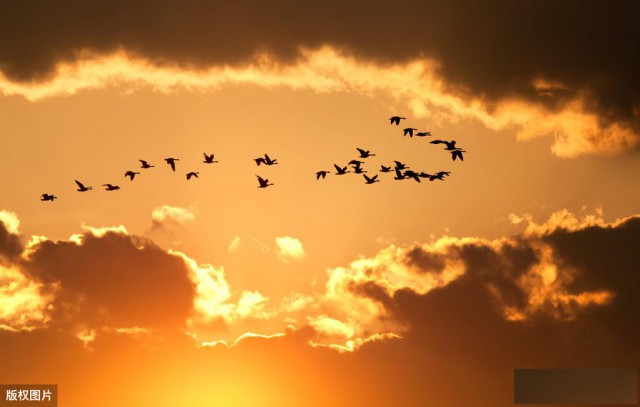 加拿大IIROC牌照的需要什么