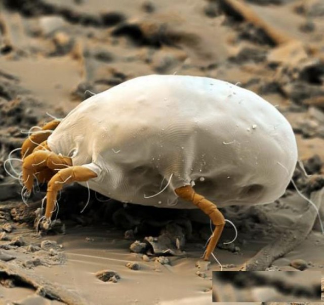 广州天河区除螨虫公司，清理床垫螨虫，沙发除螨虫