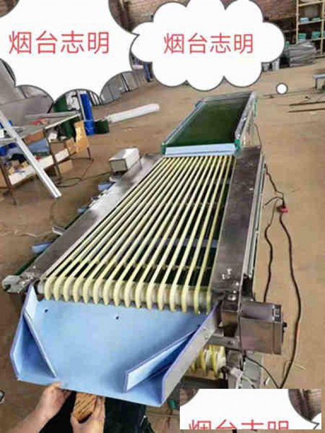 山东烟台志明牌红枣调速分选机经济实惠