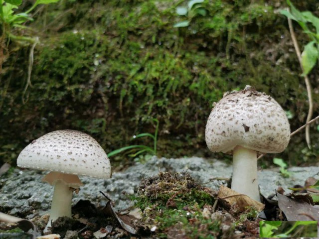 黑麋峰都市人的大氧吧
