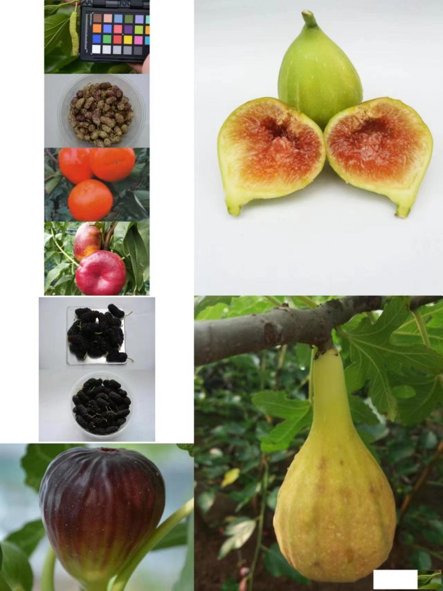 郑州果树研究所出售一批果桑，无花果，柿树，桃苗