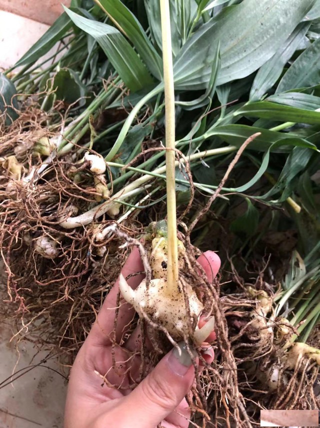 中药材种子种苗蜀道地黄精种苗出售中药材种植基地直发