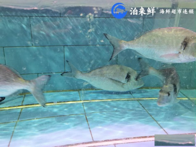 泊来鲜海鲜加盟店