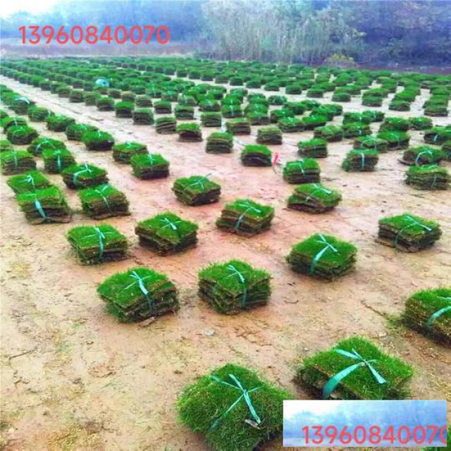 福州马尼拉草坪批发直供优质草皮草场量大从优