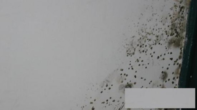 广州黄埔科学城除霉公司，墙壁发霉处理，清洁房顶发霉电话