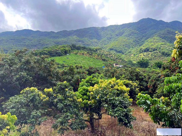 从化区温泉石门旅游区附近20亩果园房屋农庄整体转让