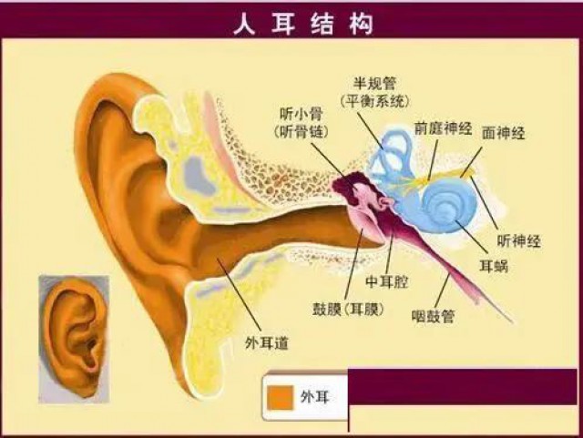 耳朵是如何感受声音的呢?
