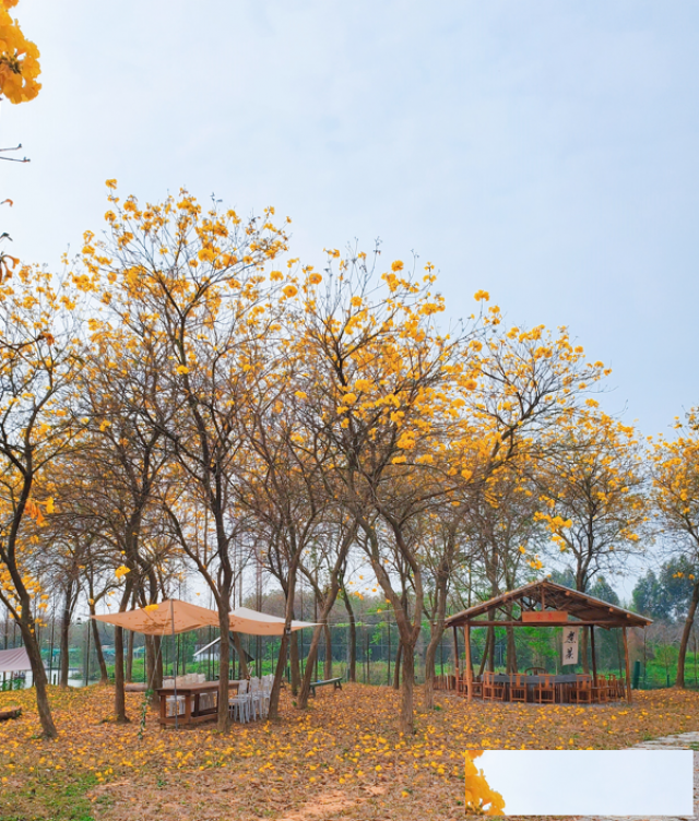 佛山三水这个营地可以露营烧烤拓展