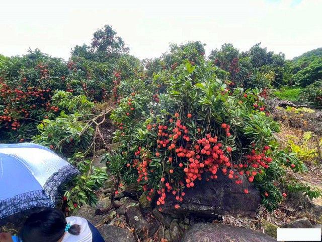 从化区温泉石门旅游区附近溪水边3亩果园土地转让