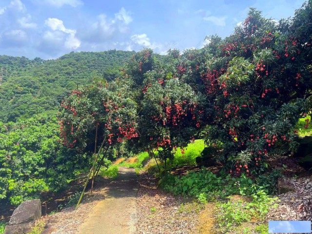 从化区温泉石门旅游区附近15亩果园房屋农庄整体转让