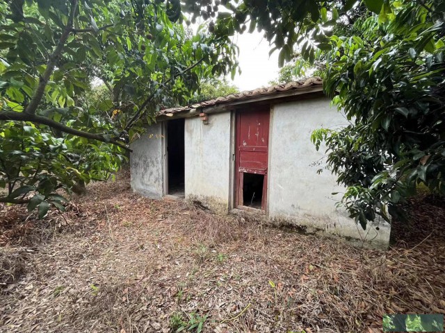 从化区流溪御景楼盘附近1.9亩果园平地房屋整体转让