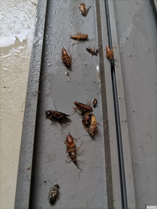 秦皇岛灭蟑螂灭老鼠一次多少钱灭蟑螂怎么收费灭蚂蚁