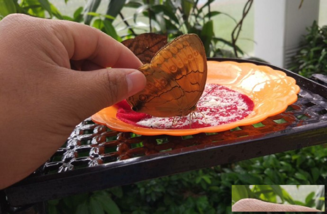 户外儿童亲子游乐项目有哪些北京蝴蝶谷亲子乐园假期游玩好去处