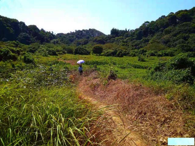 从化区太平镇1200亩山地果园平地农场整体转让
