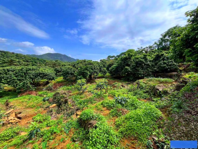 从化区温泉旅游区附近35亩果园农庄整体转让