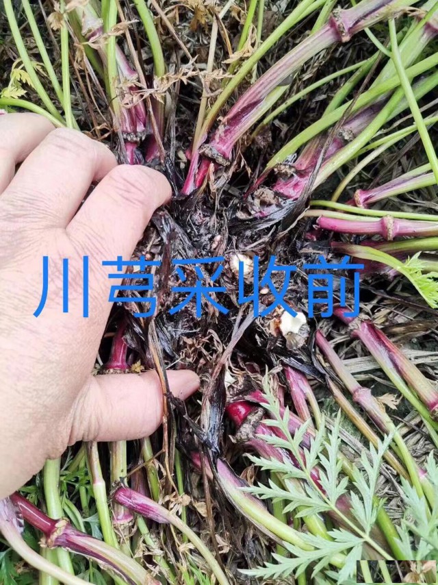 供应川芎种子，川芎种苗，中药材种子种苗