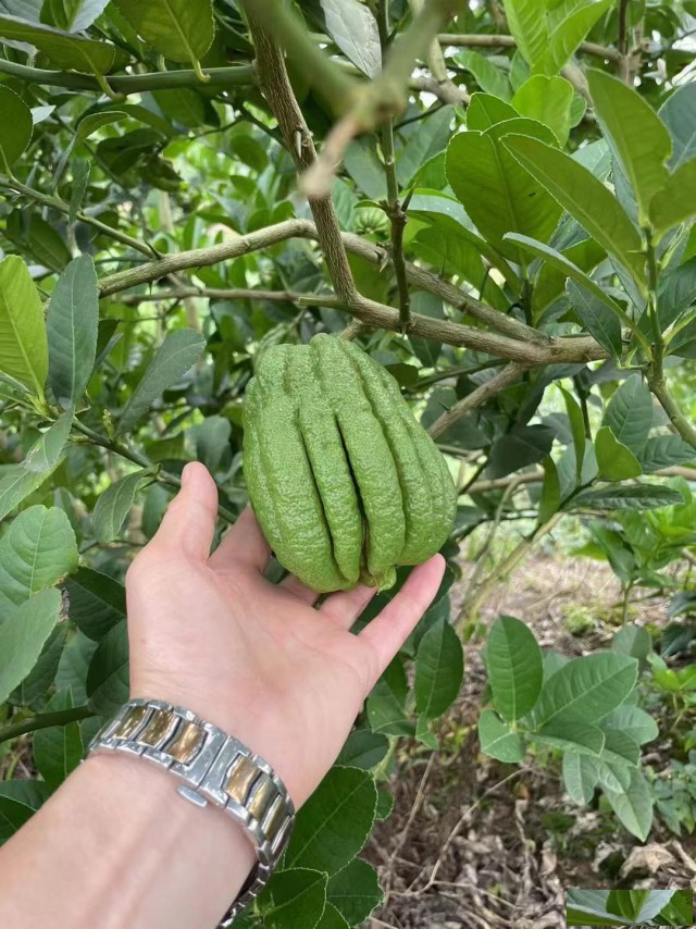 佛手种苗，佛手收购，四季开花，三季挂果