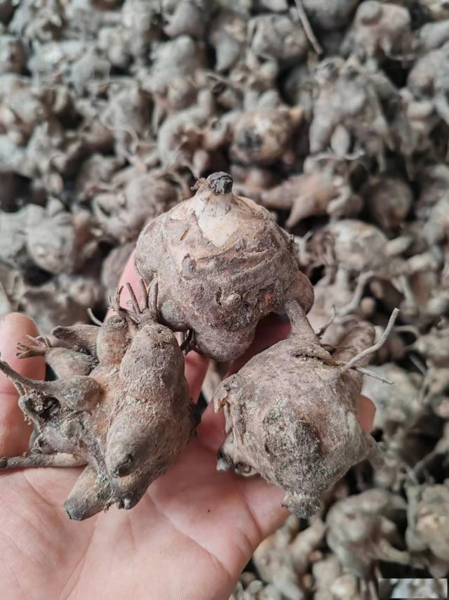 供应附子种子种苗，川乌种子，草乌种子，乌头种子，收购